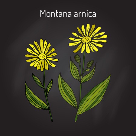 Arnica montana